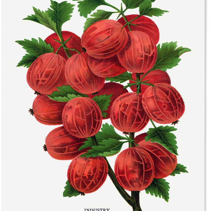 Kitchen Poster - Gooseberry