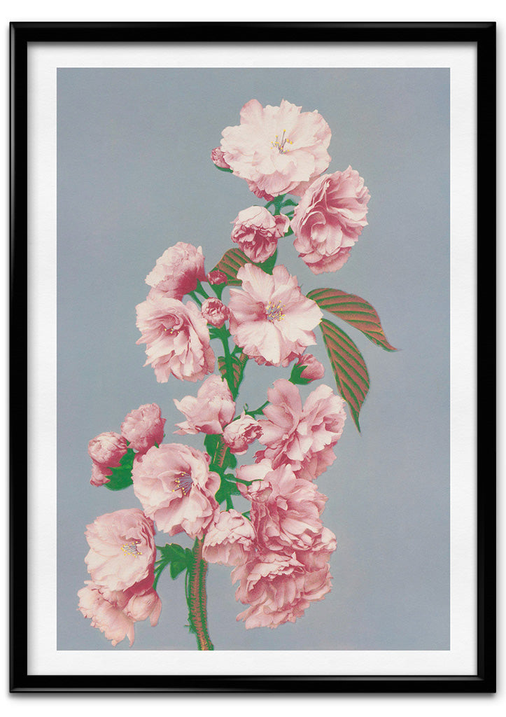 Japanese Art Print - Cherry Blossom