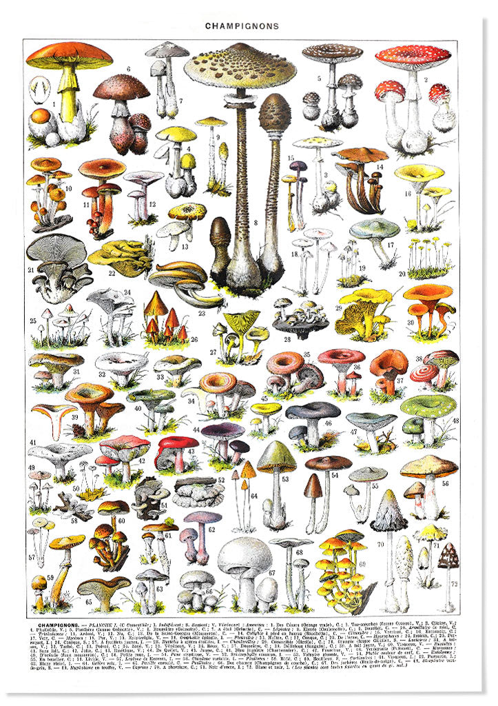 Adolphe Millot Poster - Champignons
