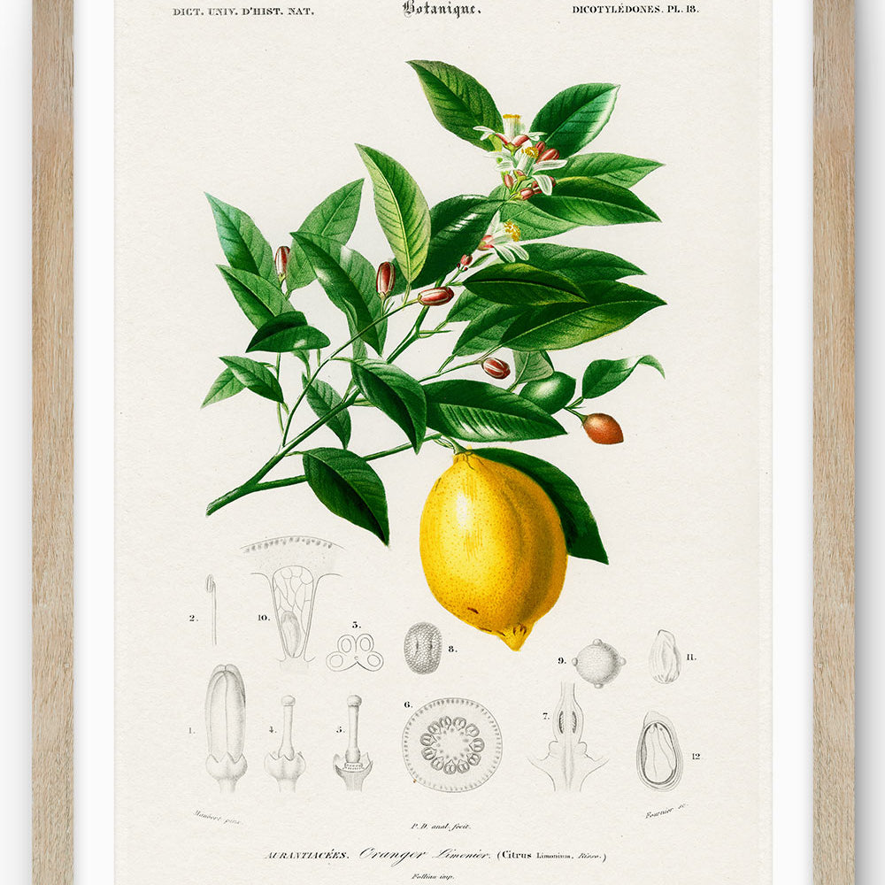 Lemon Poster - Ideal for Kitchen