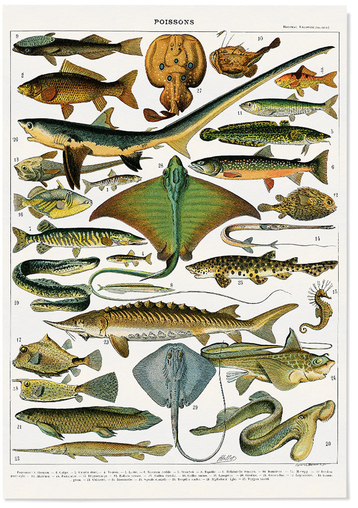Adolphe Millot - Pisces Poster