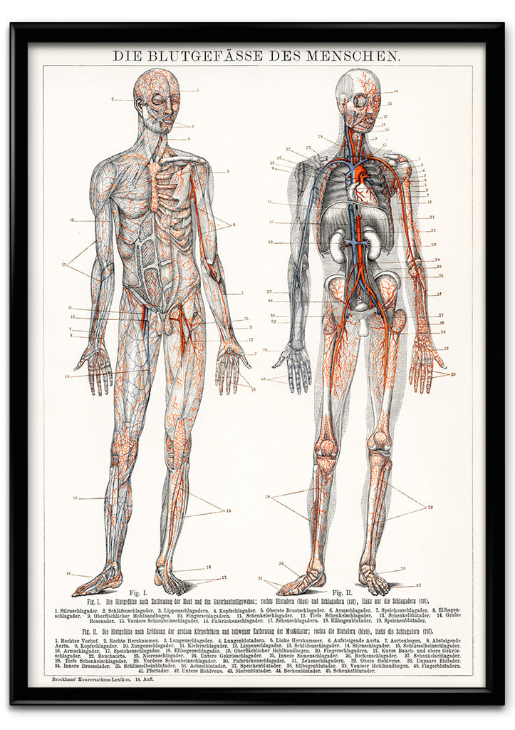Anatomy Poster - The Human Blood Vessels