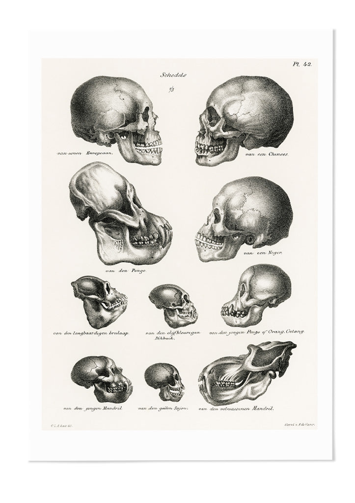 Anatomy Poster - Human and Ape Skulls